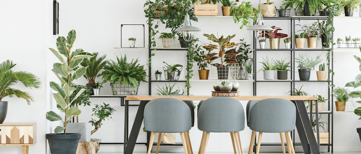 Clousette de la rivière - Clusia fluminensis