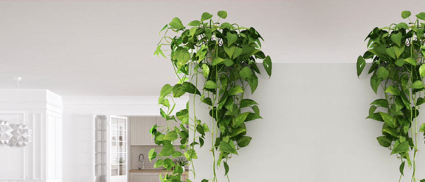 Lierre d'Algérie - Hedera algeriensis