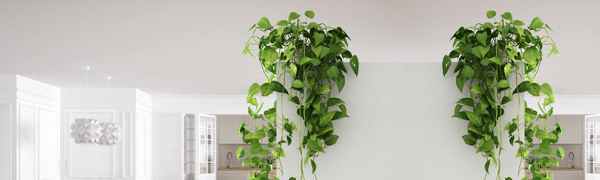 Lierre d'Algérie - Hedera algeriensis