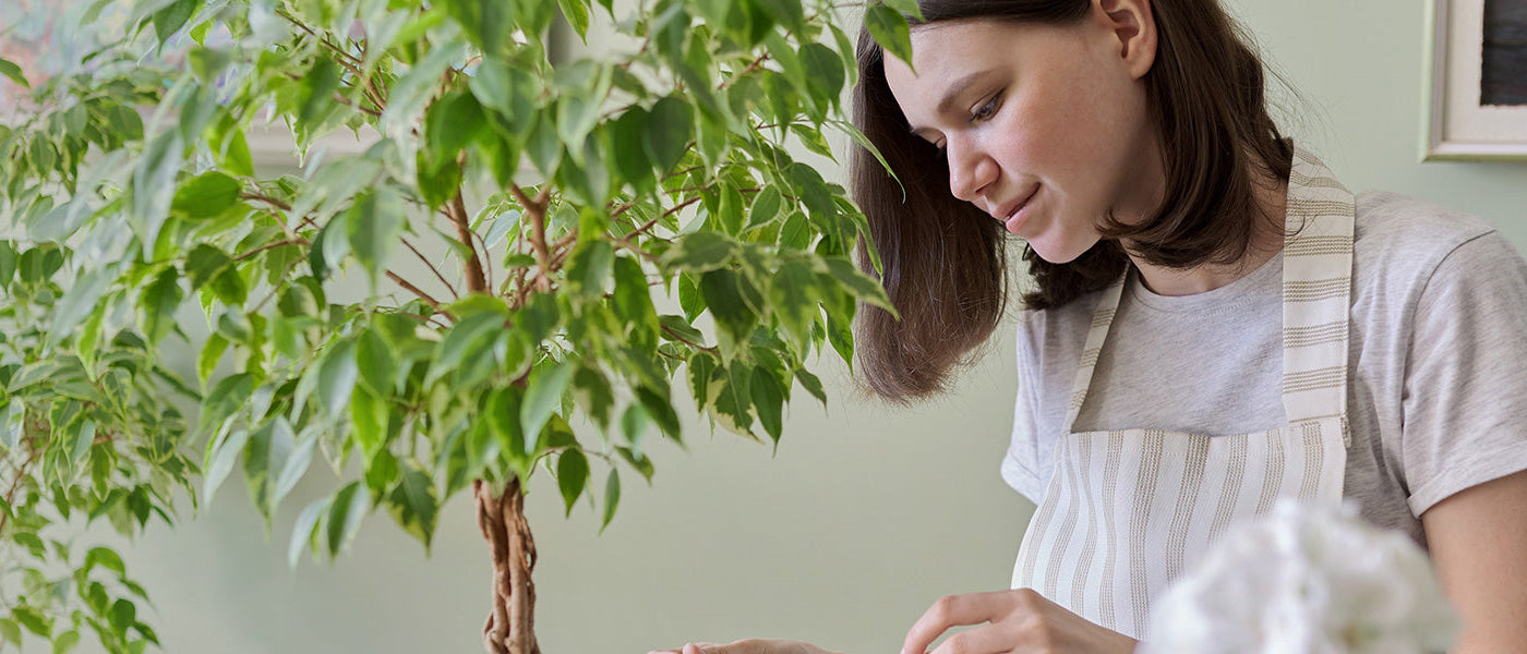 Ficus