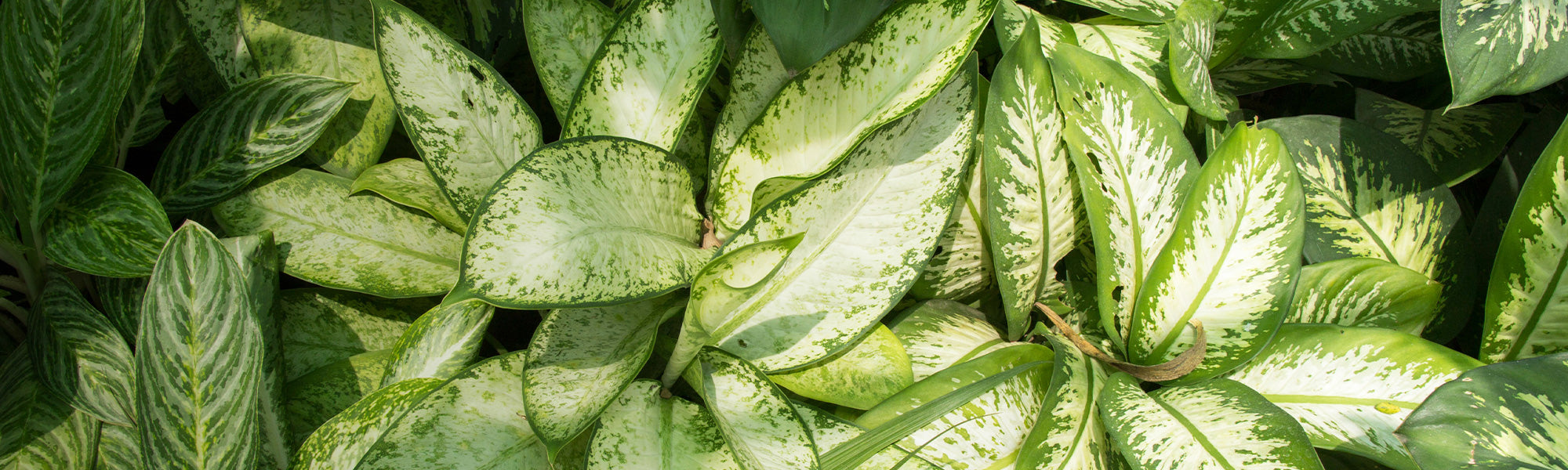 Dieffenbachia de Bowman - Dieffenbachia bowmannii