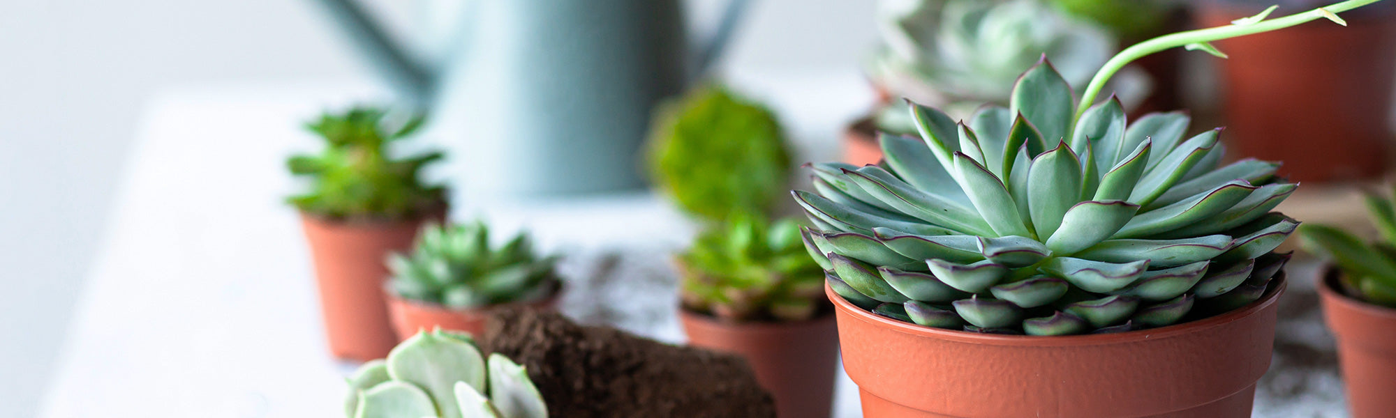 Écheveria de Runyon - Echeveria runyonii