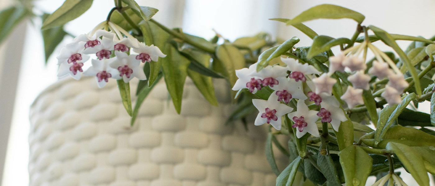 Hoya