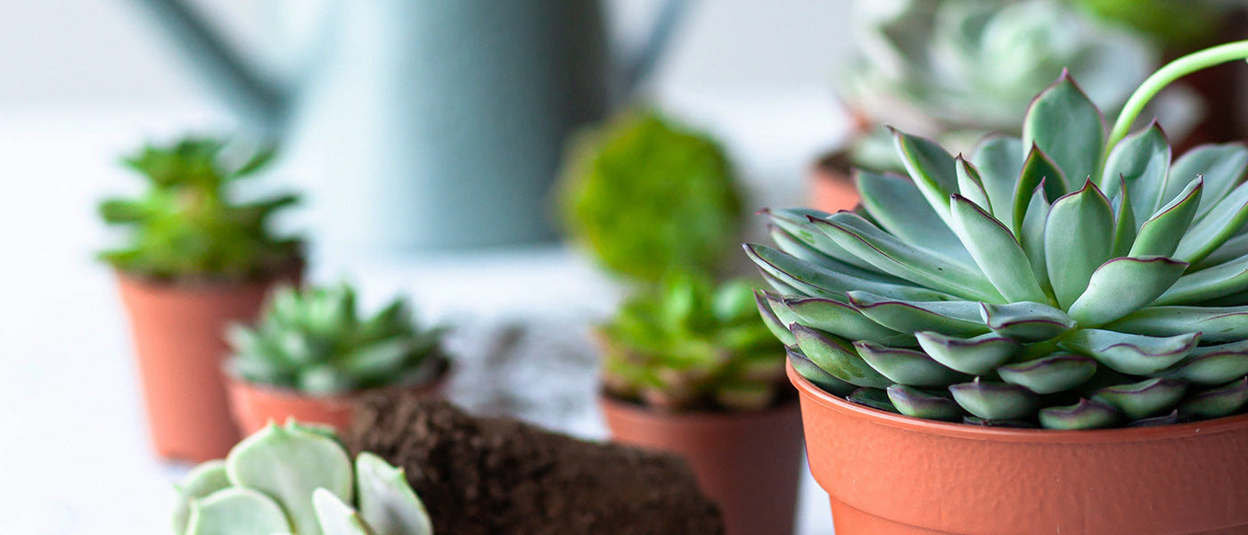 Écheveria soyeuse - Echeveria setosa