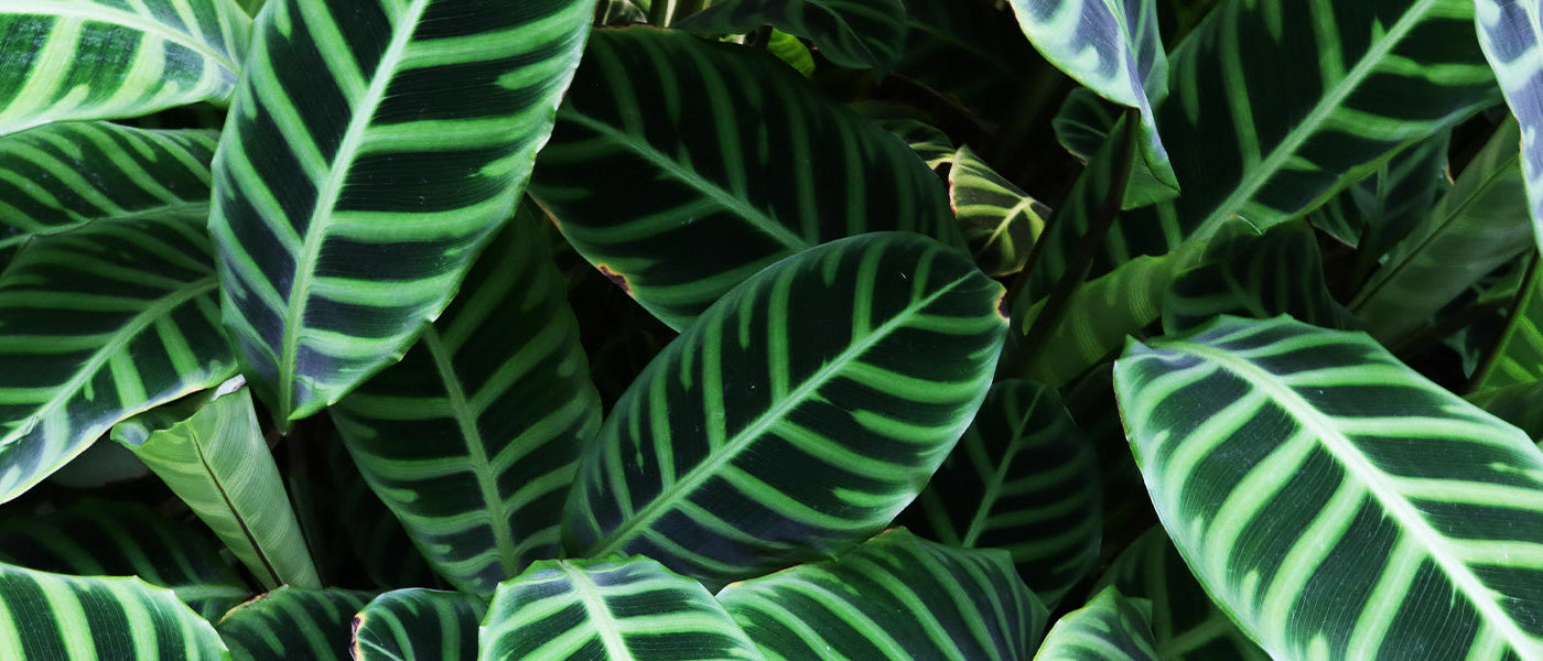 Calathea ornée - Calathea ornata