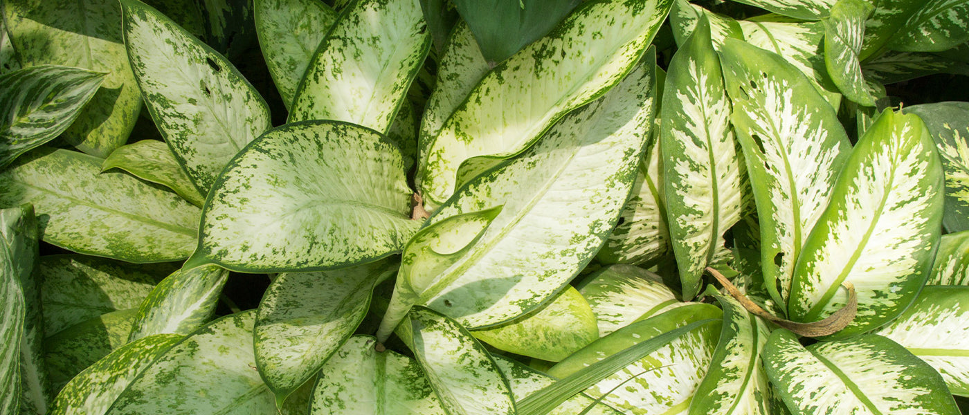 Dieffenbachia
