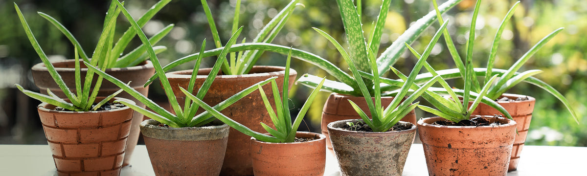 st barth aloe vera gel inhaltsstoffe sovita Aloe Vera Gel