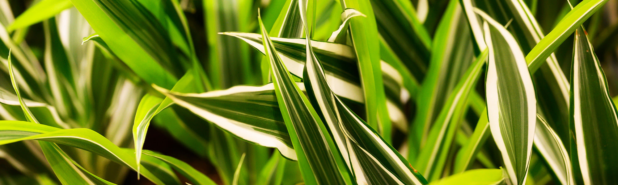 Dracaena arborescente - Dracaena arborea