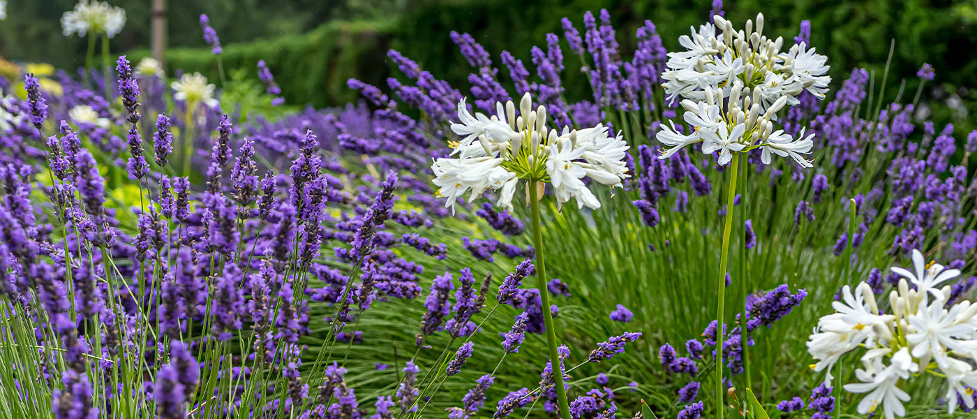 Plantes vivaces à floraison estivale