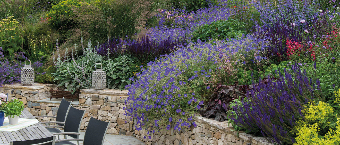 Plantes pour massif arbustif