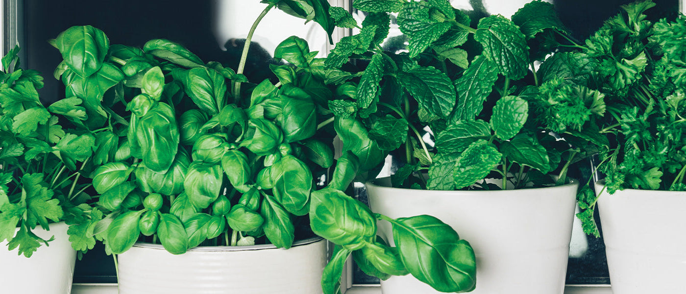 Plants d'aromatiques