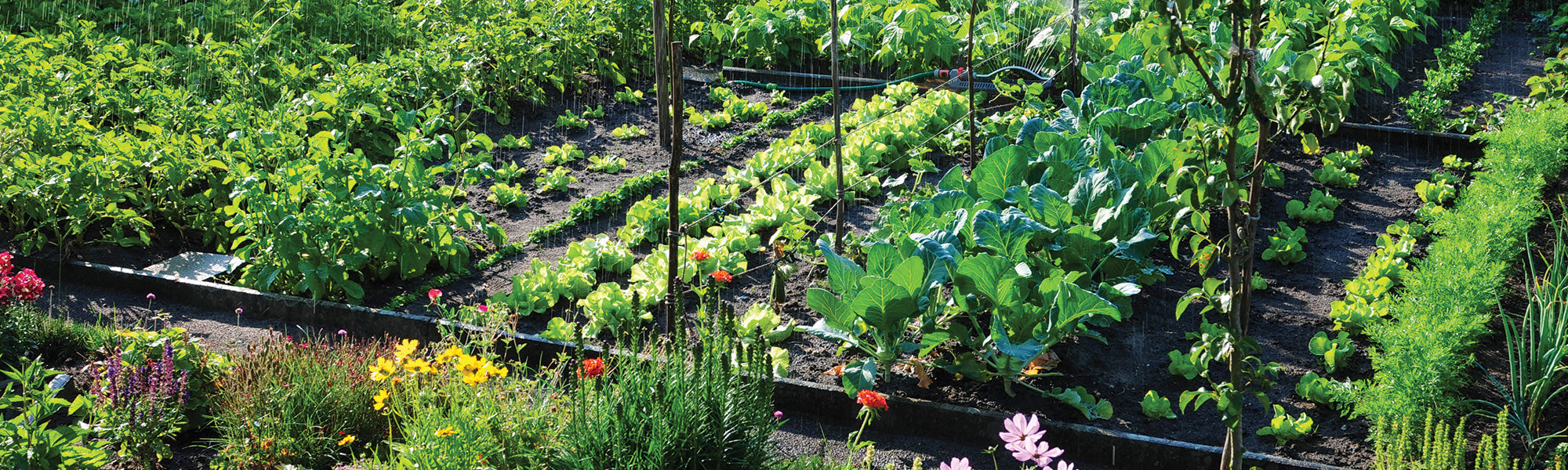 Légumes originaux pour jardinière facile