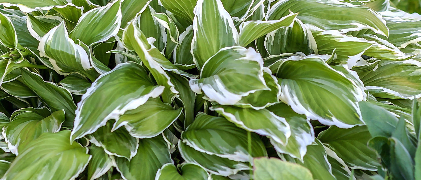Hosta plantain - Hosta plantaginea