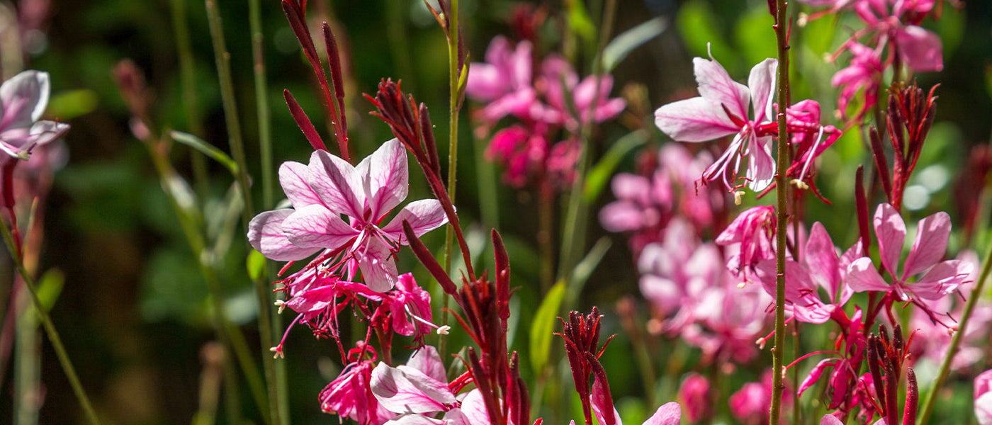 Gaura à fruits courts - Gaura brachycarpa