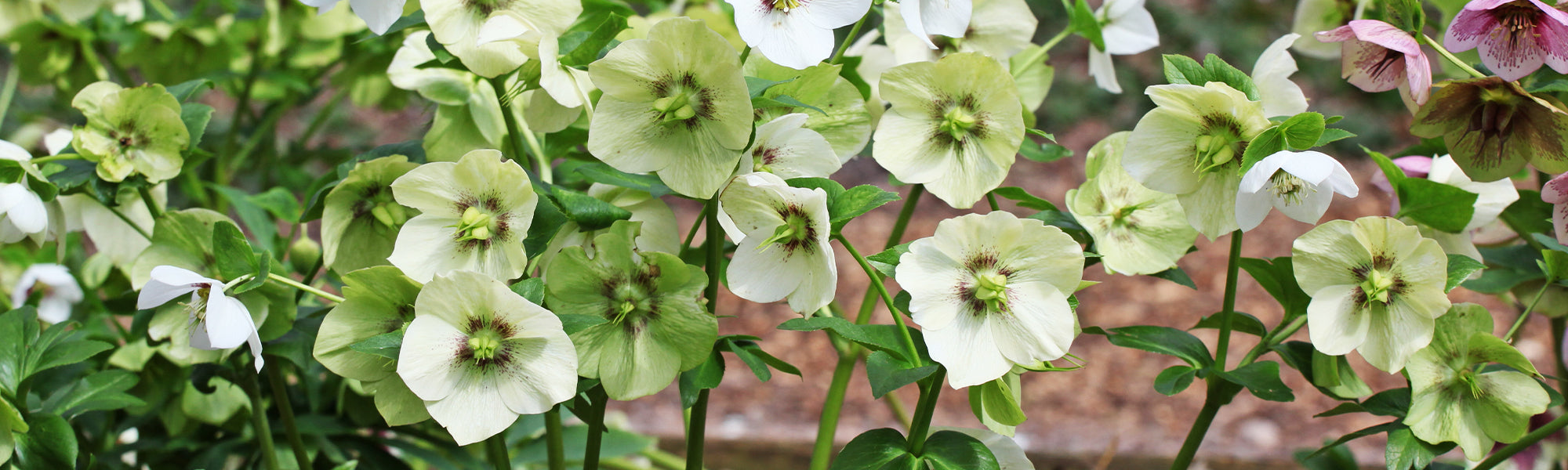 Hellébore torquatus - Helleborus torquatus