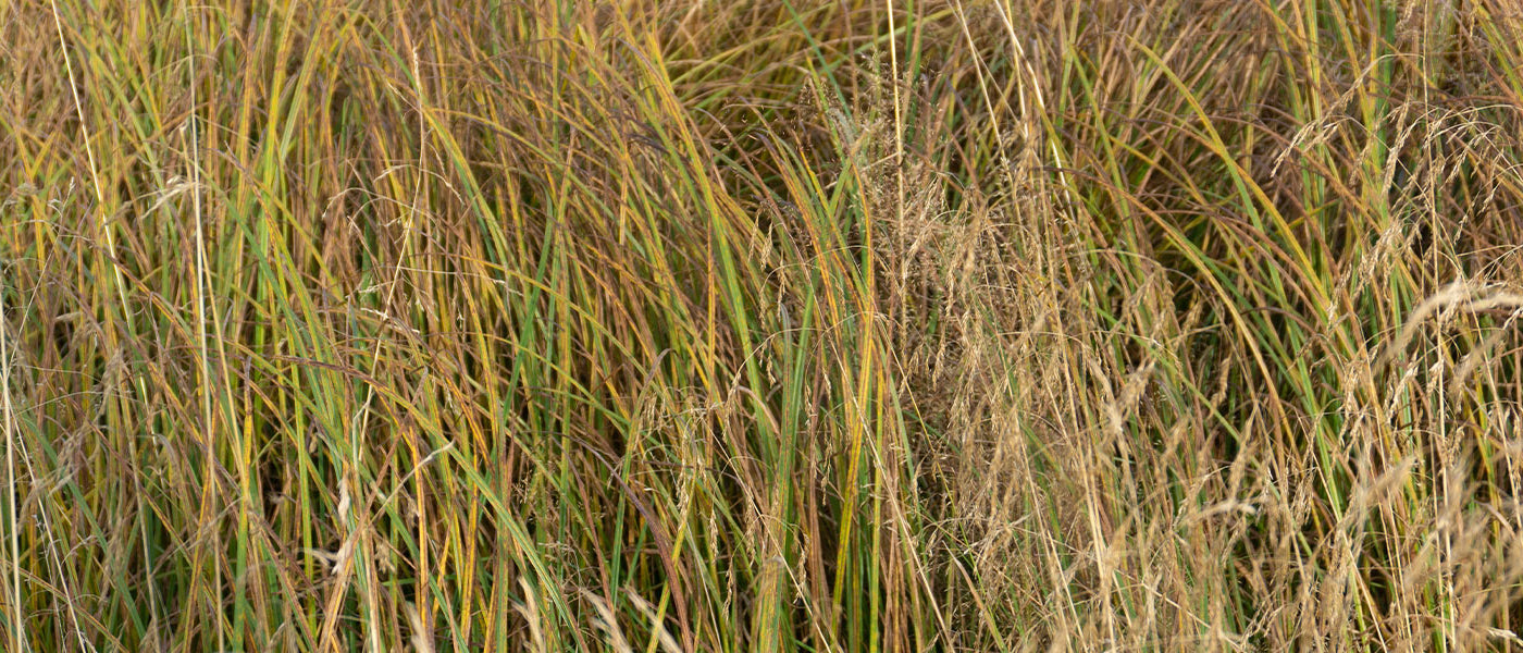 Schizachyrium