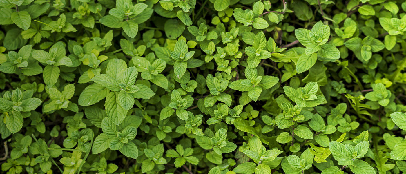 Plantes vivaces aromatiques