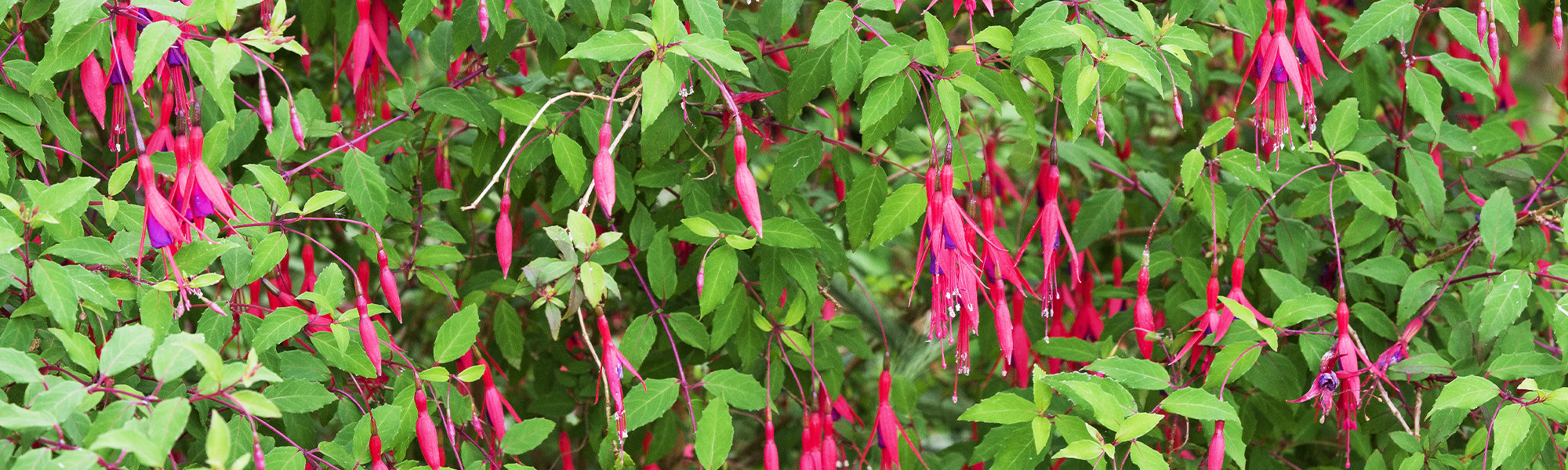 Fuchsia brillant - Fuchsia fulgens