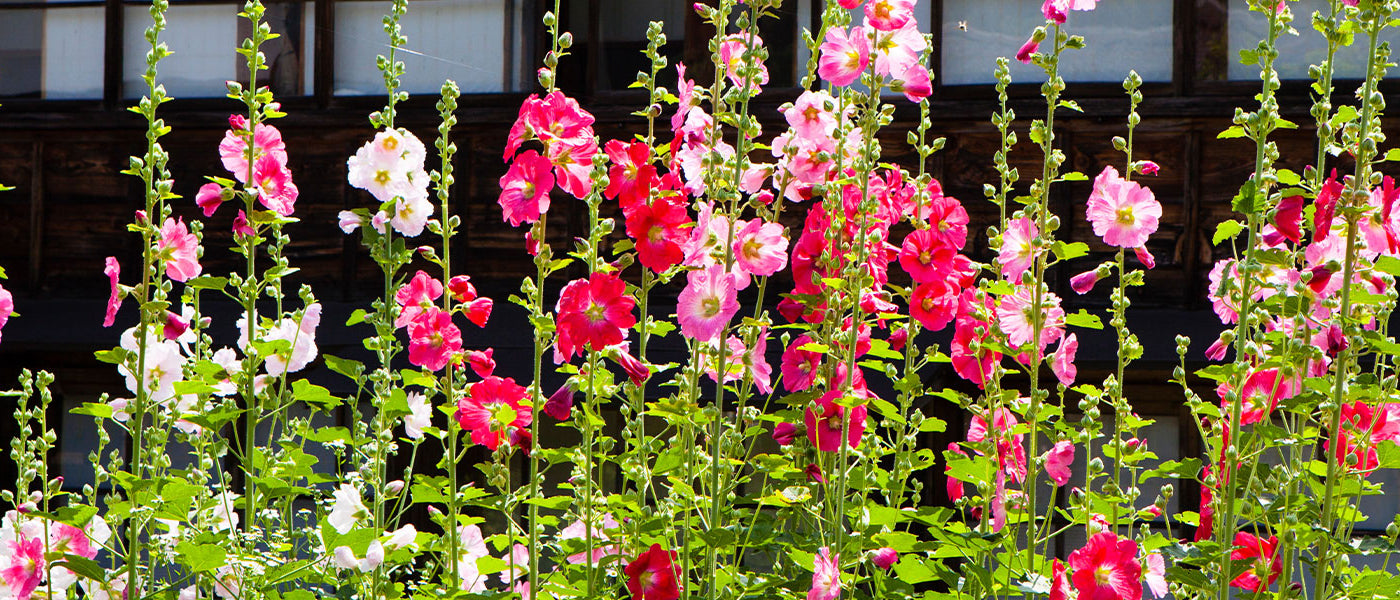 Rose trémière - Alcea