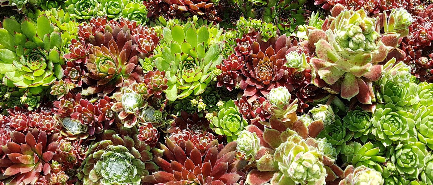 Joubarbe - Sempervivum