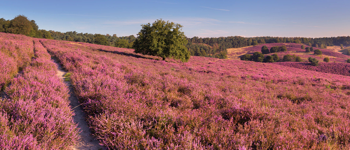 Bruyère du Portugal - Erica lusitanica