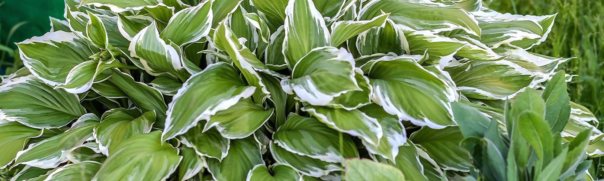 Hosta de Siebold - Hosta sieboldiana