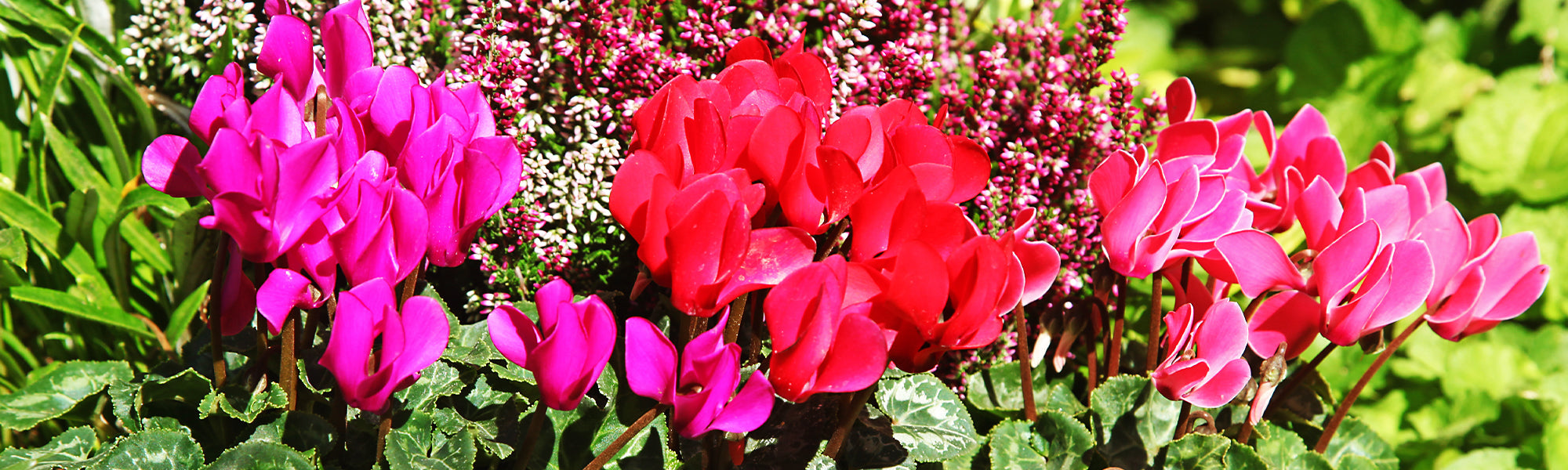 Cyclamen d'Afrique - Cyclamen africanum