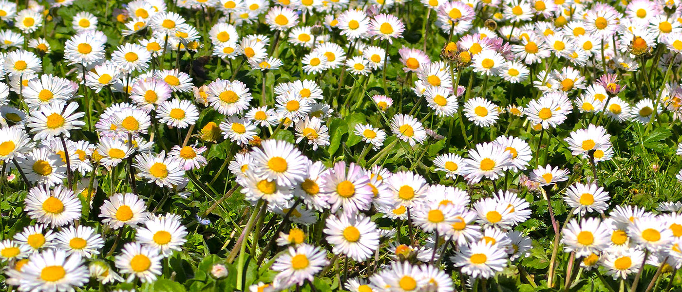 Marguerite