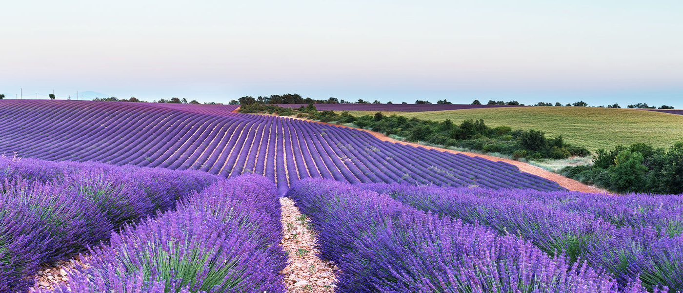 Lavande verte - Lavandula viridis