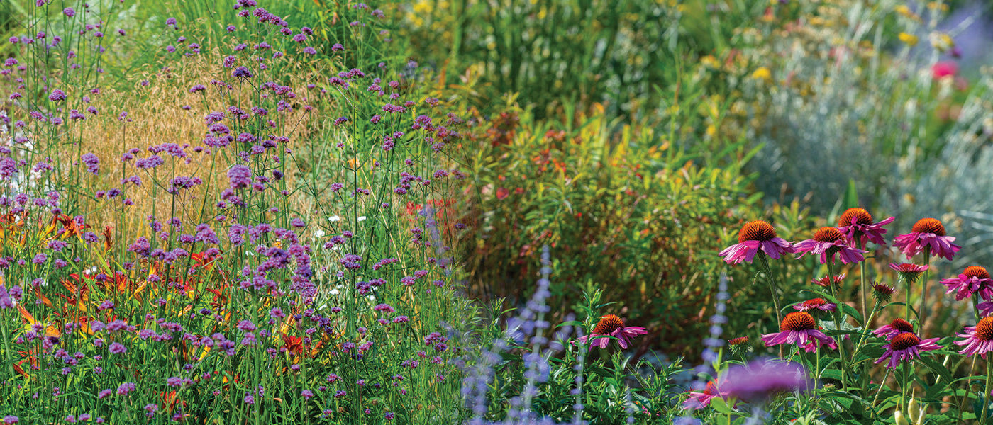 Plantes vivaces