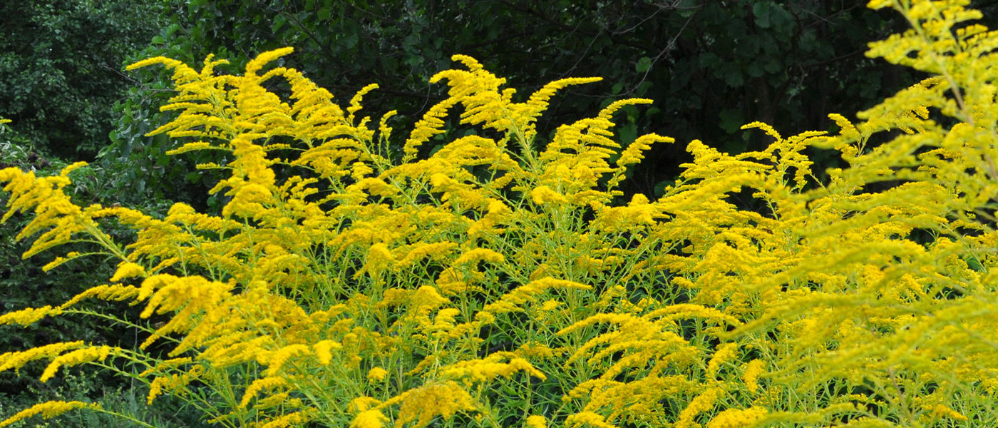 Verge d'or - Solidago