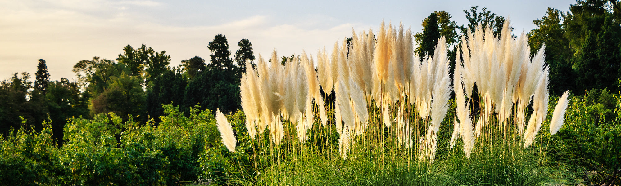 Canche flexueuse - Deschampsia flexuosa