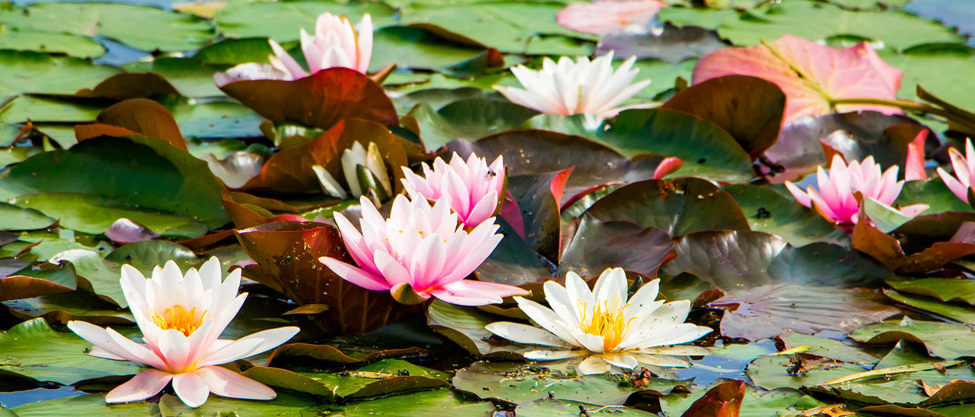 Plantes vivaces aquatiques