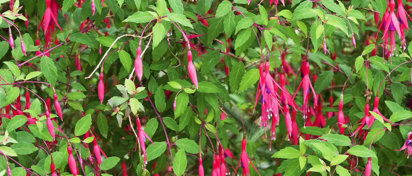 Fuchsia bolivien - Fuchsia boliviana