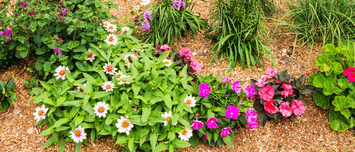 Nouveautés plantes vivaces