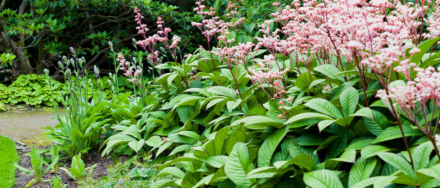 Rodgersia
