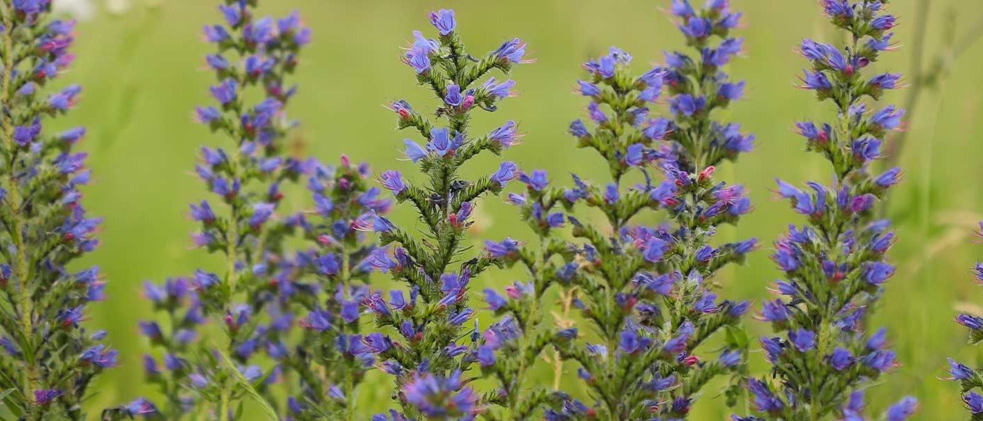 Vipérine - Echium