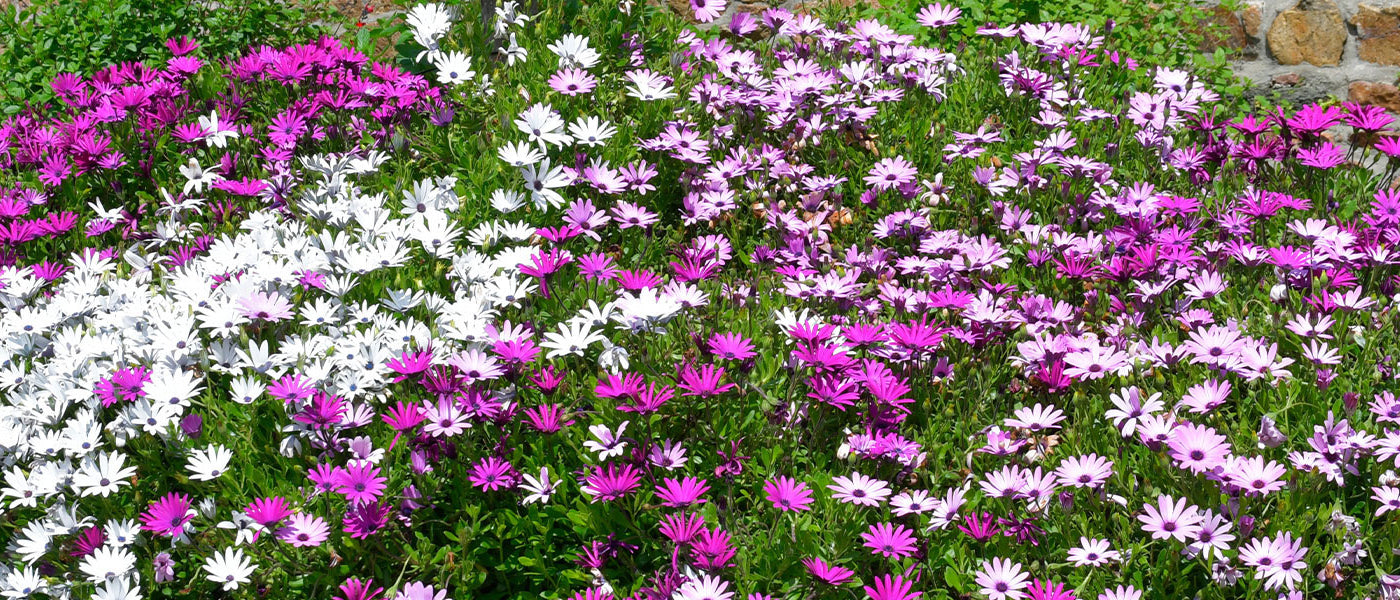 Marguerite du Cap - Osteospermum