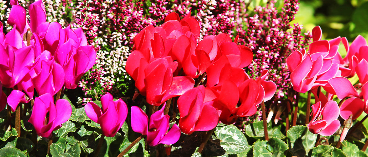 Cyclamen à feuilles de lierre - Cyclamen hederifolium