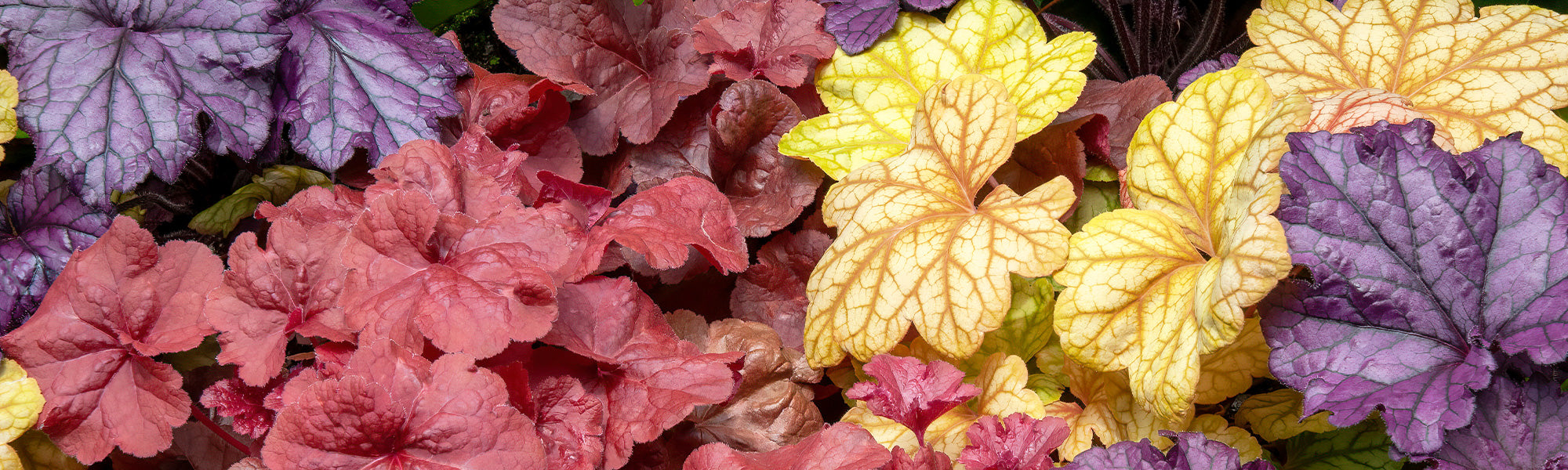 Heuchère d'Amérique - Heuchera americana