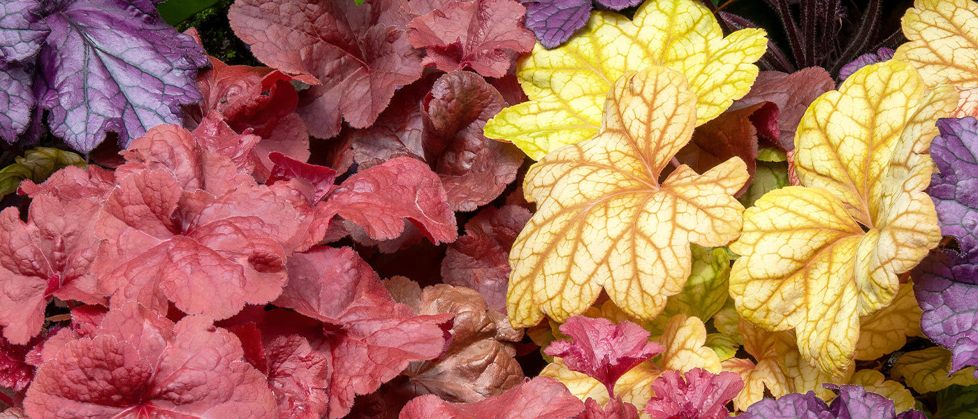 Heuchère de Hall - Heuchera hallii