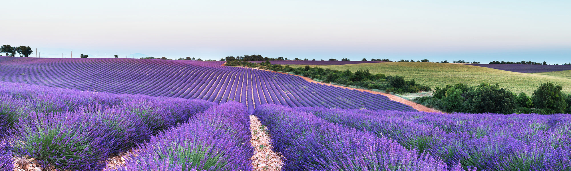 Lavande laineuse - Lavandula lanata