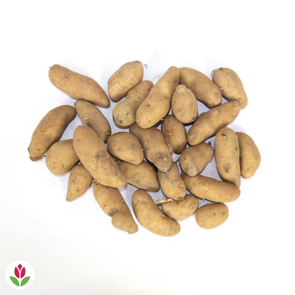 Pomme de terre Ratte - Solanum tuberosum ratte