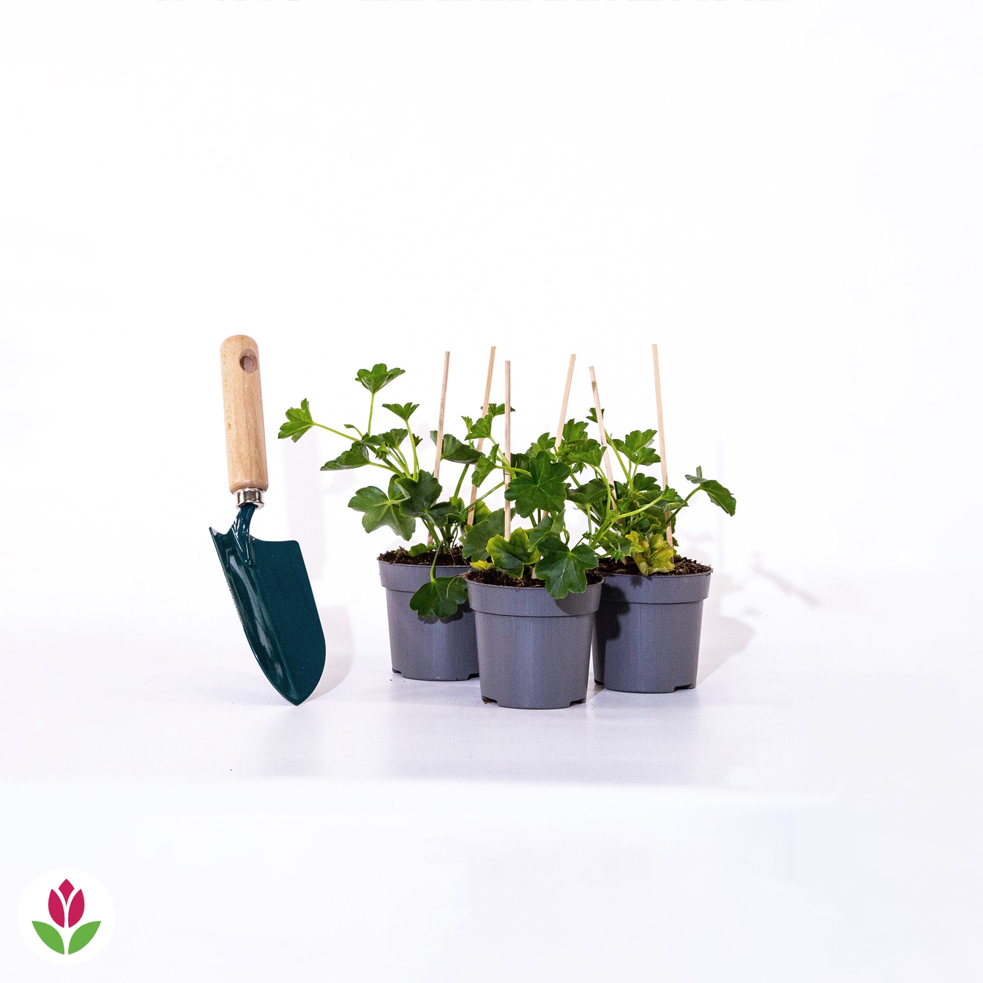 Géranium lierre rouge