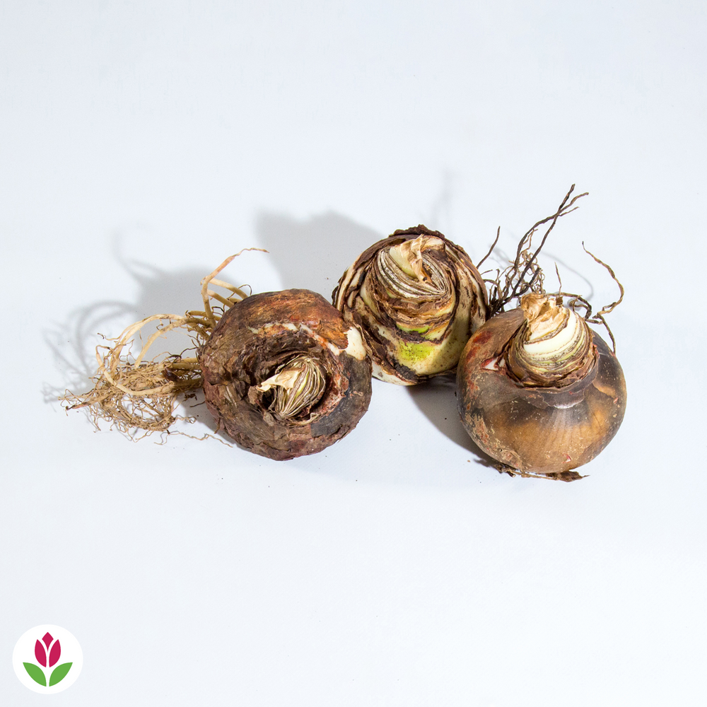 Bulbes D'amaryllis 3 Pièces Format 26/28 - Fleurs Grandes Tailles Mélange Exclusif | Plante D'intérieur Floraison Hiver