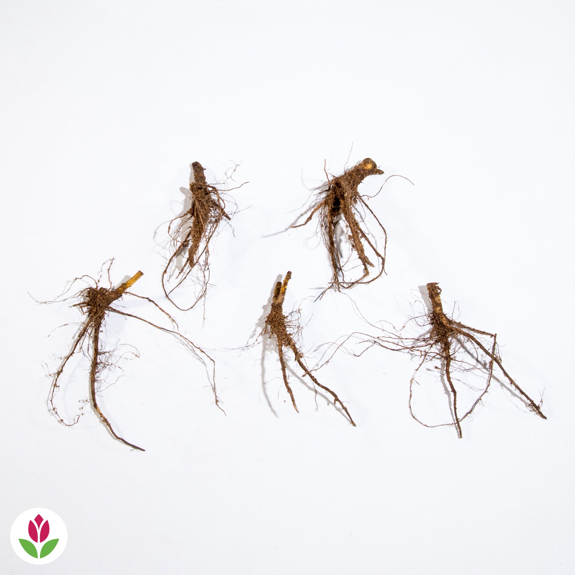 5 Roses trémières doubles en mélange