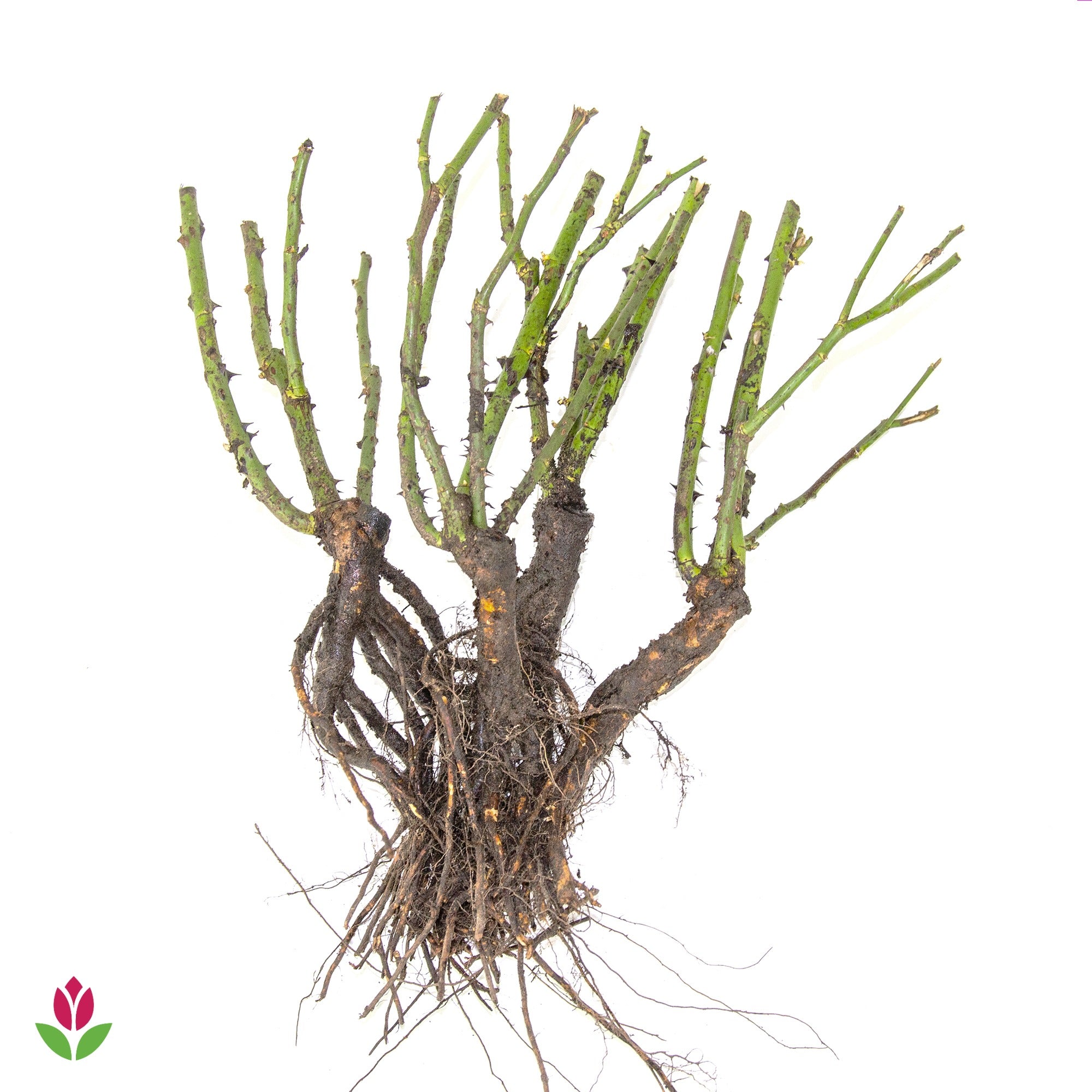 Rosier Queen Elisabeth