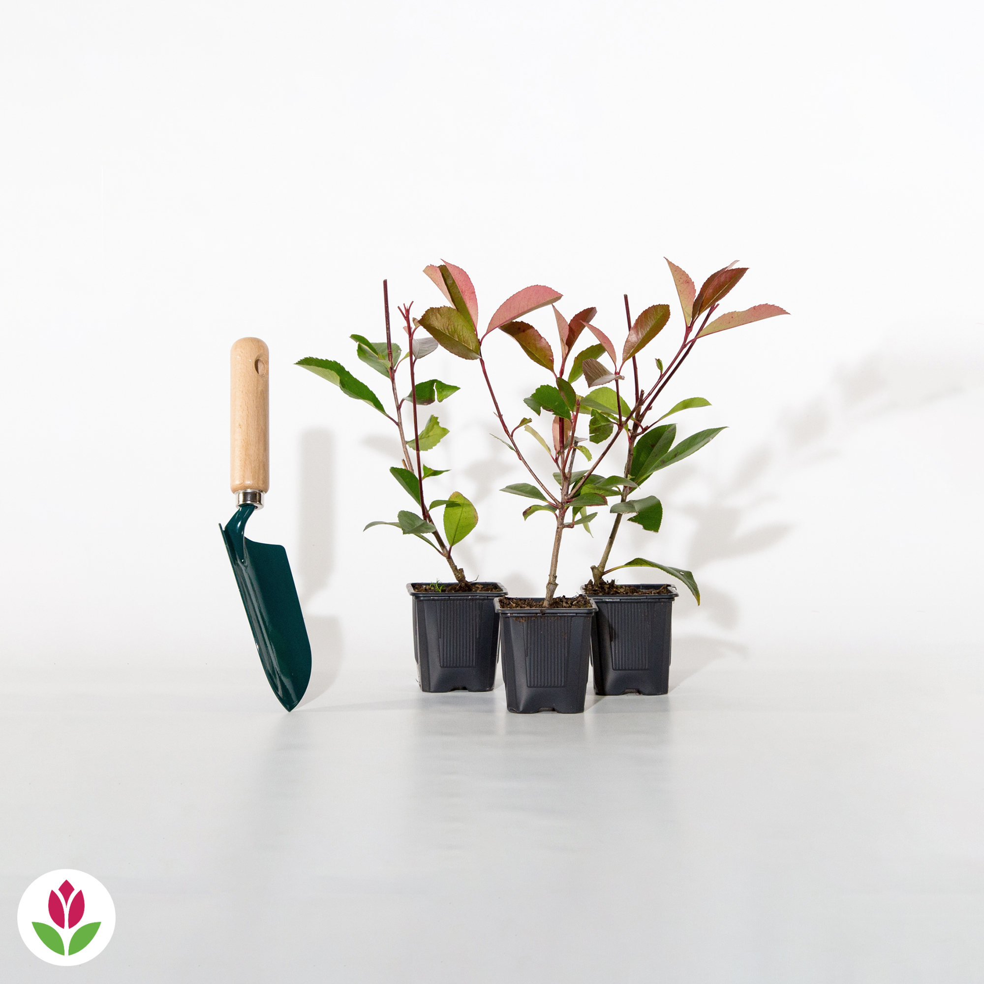 Haie de 3 Photinias Red Robin, écran persistant