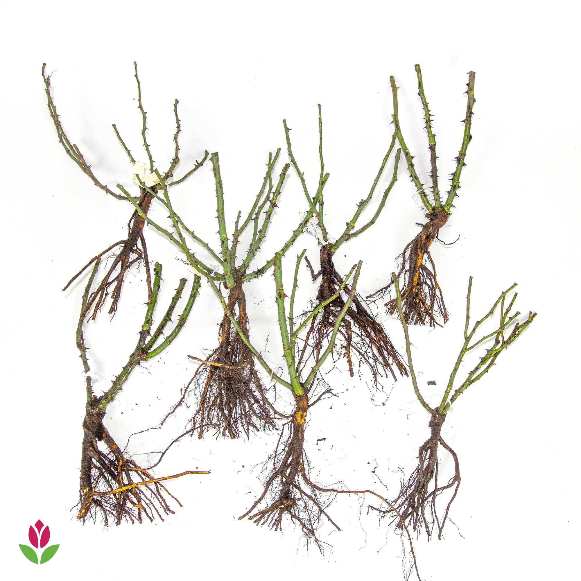 Collection de 7 Rosiers buissons