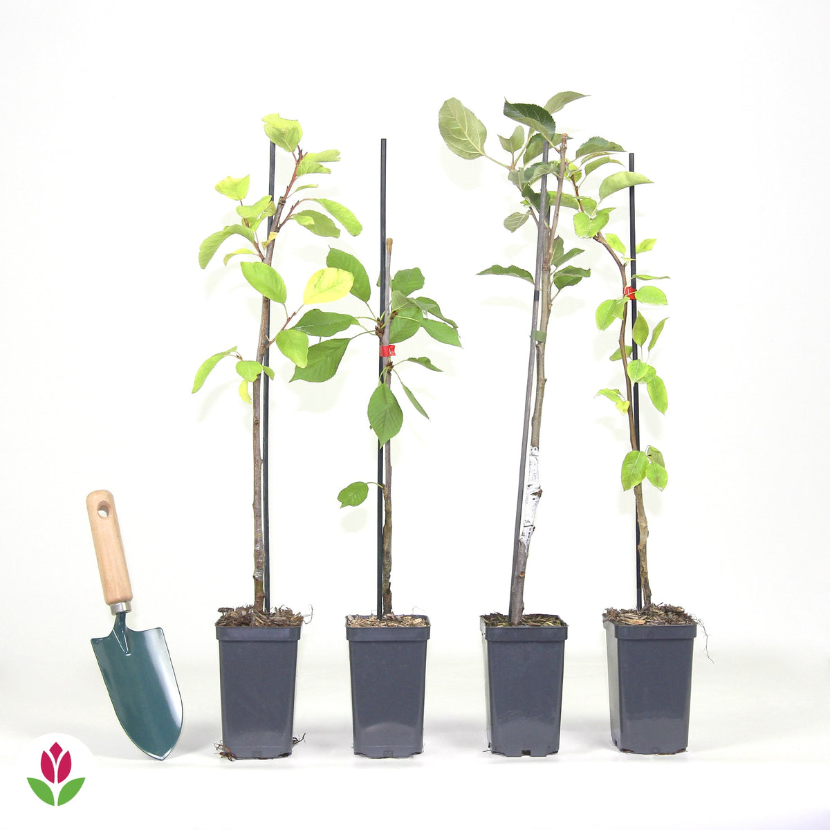 Collection de 4 mini-fruitiers d'été - Pyrus communis, Prunus salicina ...